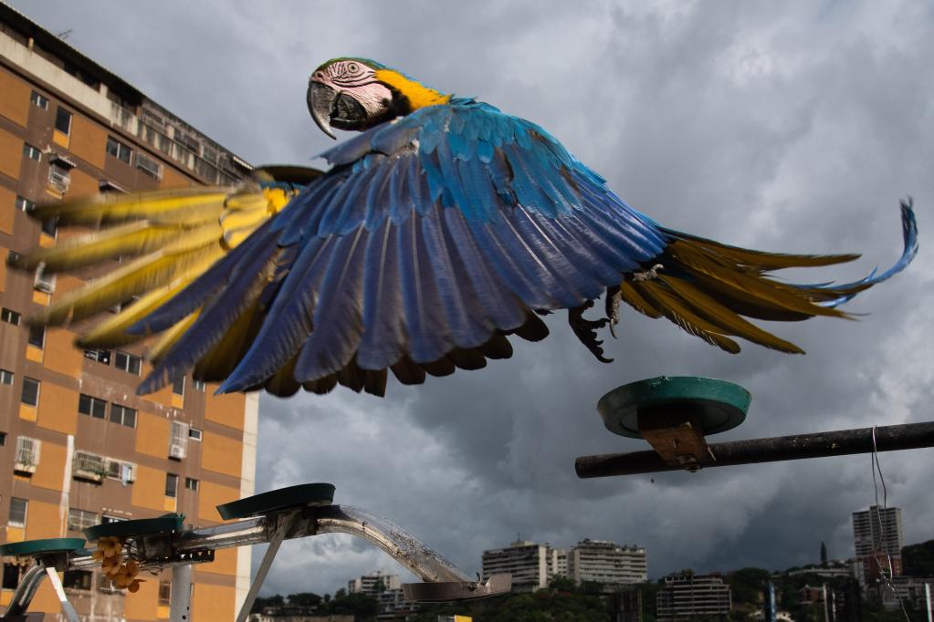 Venezuela: Guacamayas, un símbolo de Caracas
