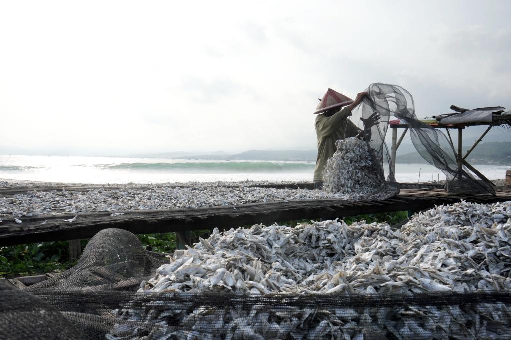 Pescador seca pescado en Pelabuhan Ratu, Indonesia