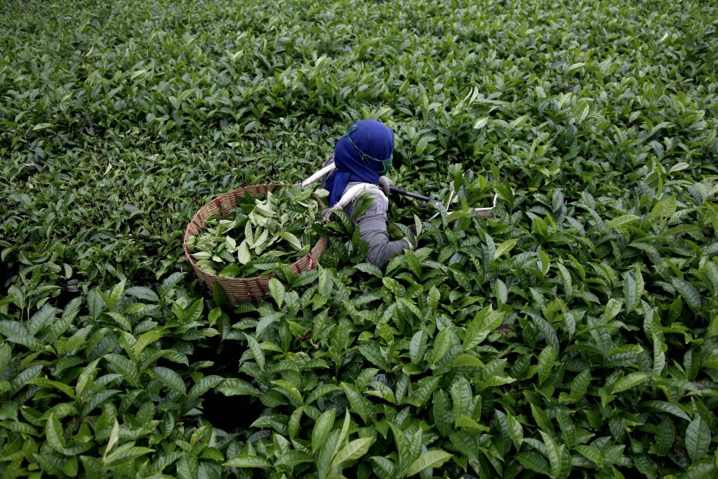 Plantación de té en Wonosobo, Indonesia