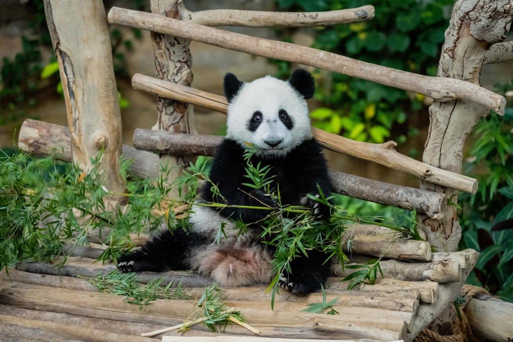 Malasia: Cachorro de panda gigante Sheng Yi en Zoológico de Negara
