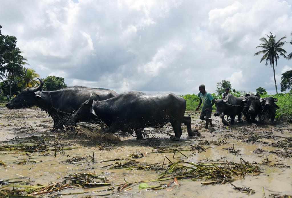 Agricultores y búfalos trabajan en los campos de arroz en Kaduwela, Sri Lanka