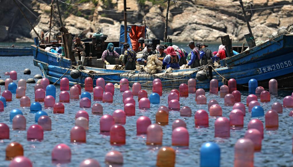 Liaoning: Pescadores trabajan en rancho marino en municipio de Haiyangdao