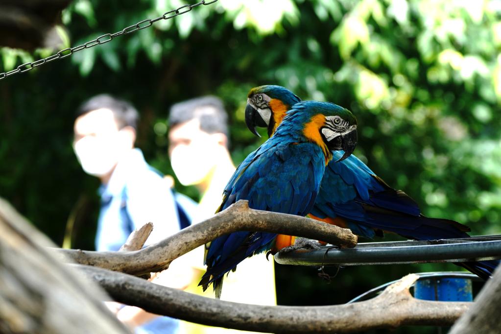 Zoológico de Shanghai reabre para recibir turistas