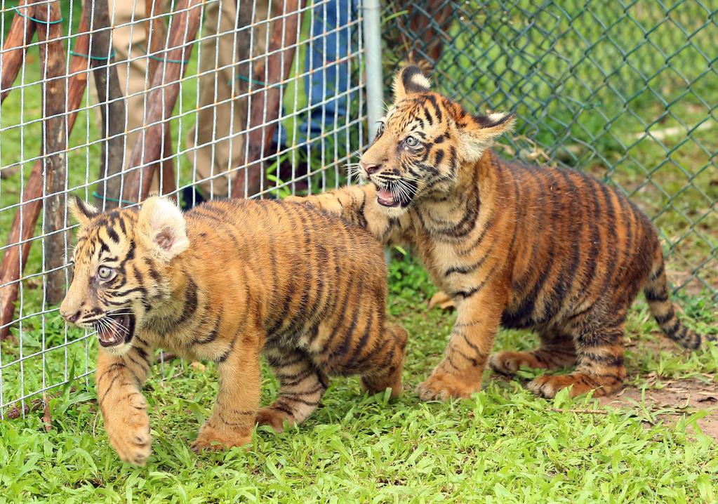 Sri Lanka: Cachorros de tigre de Bengala juegan en Jardín Zoológico de Dehiwala