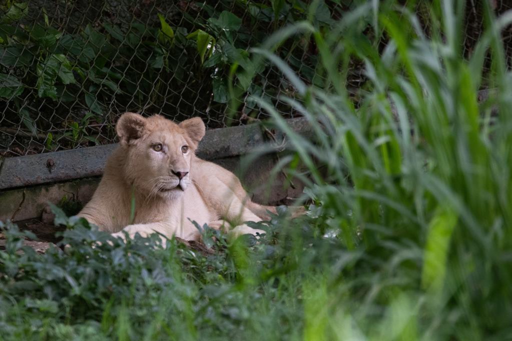 Leones blancos en el Zoológico de Caricuao en Venezuela
