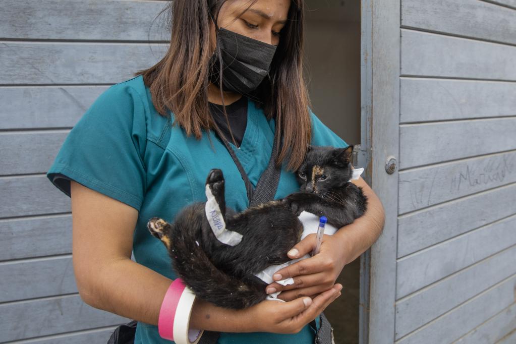 Perú: Campaña de esterilización y salud para mascotas "Esterilizar es Amar" en San Bartolo