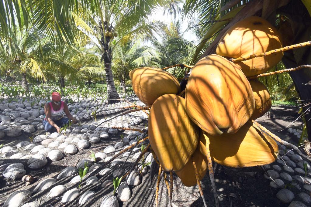 ESPECIAL: Cuba busca impulsar sus producciones de cacao y coco con miras hacia la exportación