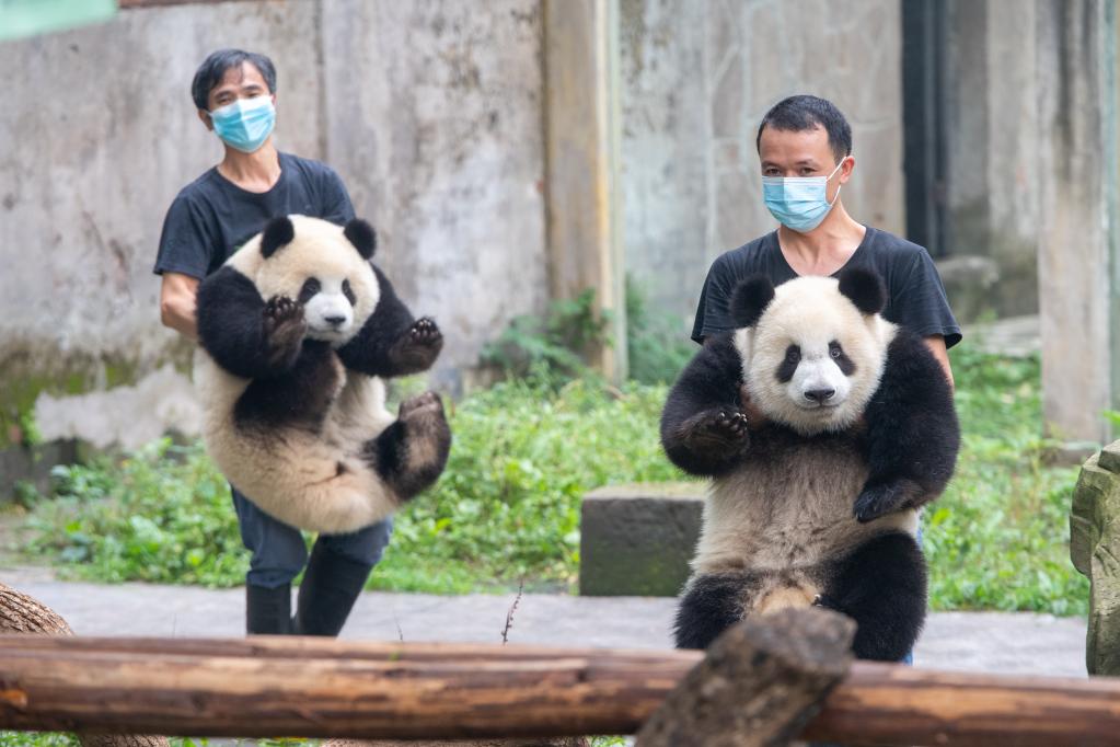 Zoológico de Chongqing celebra fiesta de cumpleaños para pandas gigantes