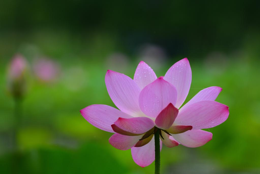 Imágenes de flores de loto