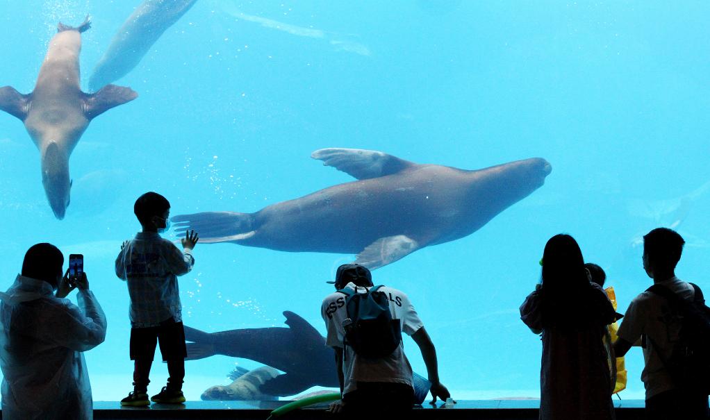Turistas visitan Parque Oceánico Haichang de Shanghai