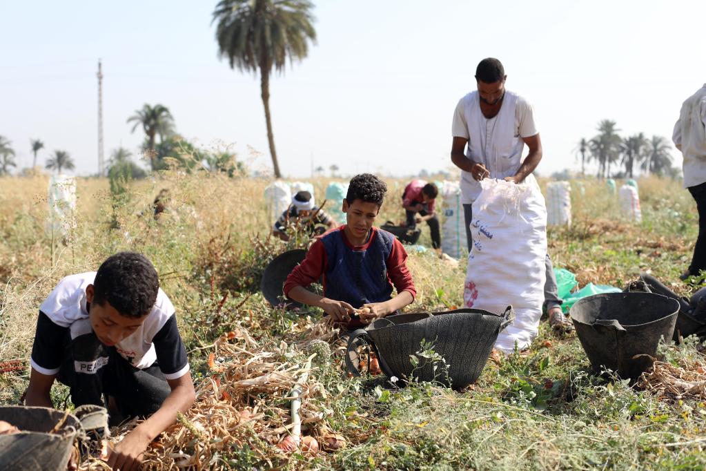 Agricultores cosechan cebollas en un campo en Fayoum, Egipto