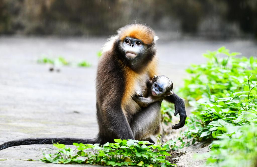 Monos de nariz chata de Guizhou en Reserva Natural Nacional de Fanjingshan