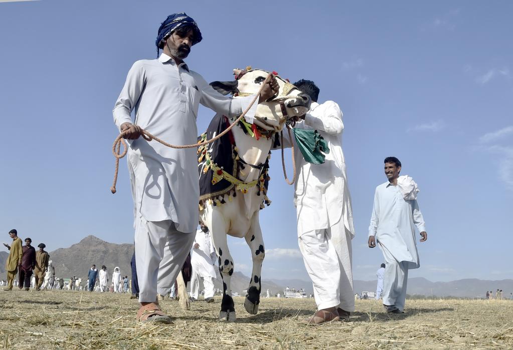 Pakistán: Carrera tradicional de toros