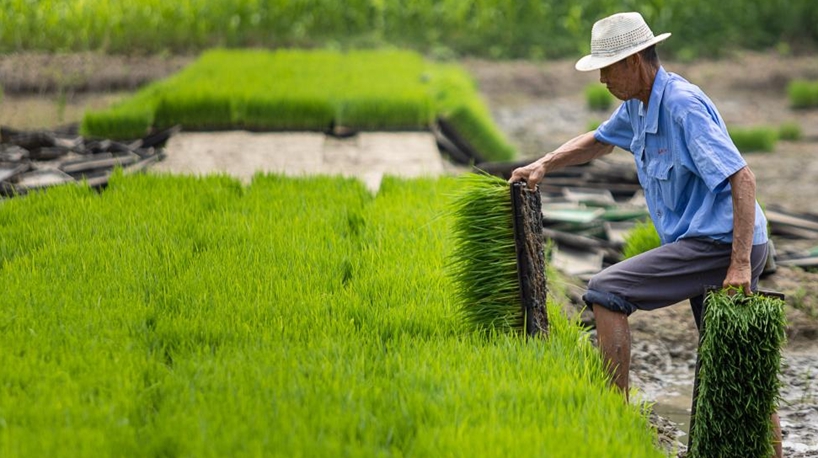 Agricultores trabajan en los campos en toda China
