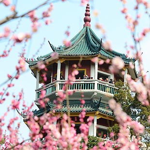 Jiangsu: Bello paisaje de flores de ciruelo en Wuxi