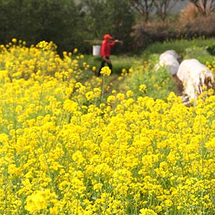 Jiangxi: Bello paisaje de la aldea de Shuangxi del condado de Jing'an