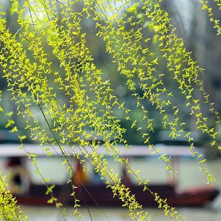 Jiangsu: Bello paisaje de primavera en Yangzhou