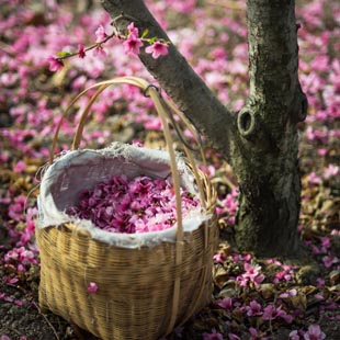 Sichuan: Bello paisaje de campos de melocotones del poblado de Shuangxi