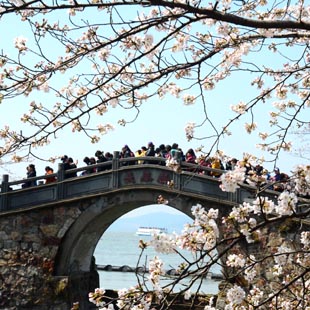 Jiangsu: Bello paisaje de flores de cerezo