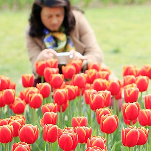 Wuxi:Flores de tulipán