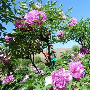 Gansu: Bello paisaje de flores de peon&iacute;a en Villa de Caojiaping