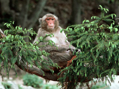山中无老虎，猴子称大王 shān zhōng w&uacute; lǎo hǔ,h&oacute;u zi chēng d&agrave;i w&aacute;ng