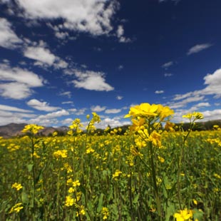 T&iacute;bet: Bello paisaje de Lhasa