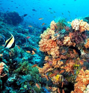 ESPECIAL: Colombia declara "parque natural" a ecosistema submarino caribeño