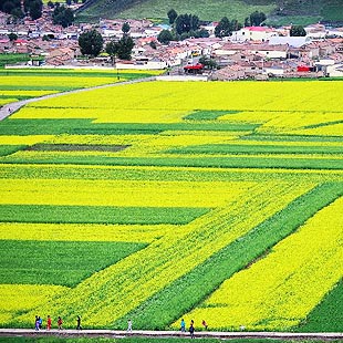 Qinghai: Bello paisaje de flores de colza en Menyuan