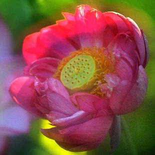 Anhui: Bello paisaje de flores de loto en Shucheng