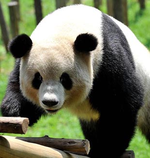 Canal de pandas gigantes comenzará a emitirse por internet en China