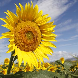 Xinjiang: Girasoles florecen en Altay