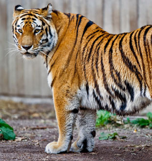 Población de tigres en Nepal llega a 198, crece 39% en 4 años
