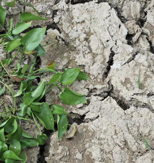 Lluvia artificial alivia sequía en Zhejiang, China