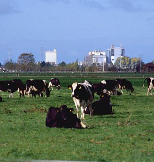 Importadores de China retiran lácteos contaminados de Nueva Zelanda