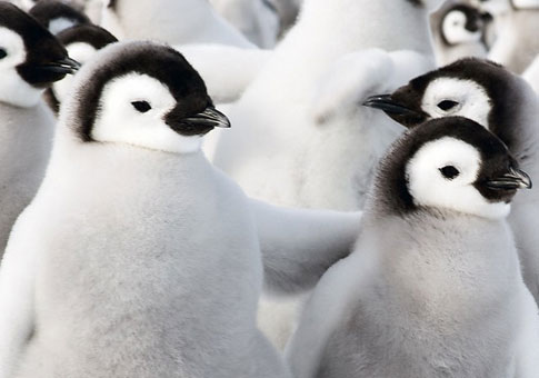 La familia de pingüino
