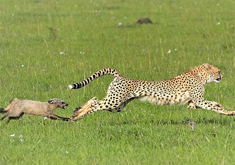 Un leopardo miedoso