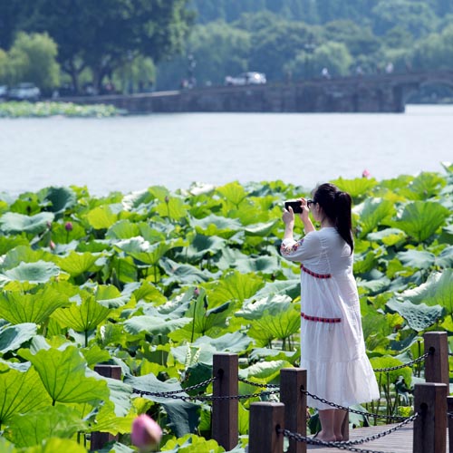 Zhejiang: Flores de loto en área escénica de lago Oeste en Hangzhou
