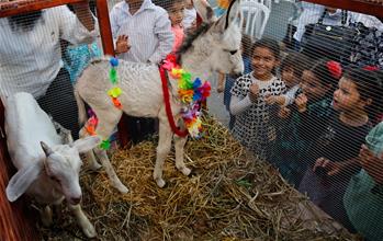 La ceremonia del ritual "Peter Chamor" en Israel