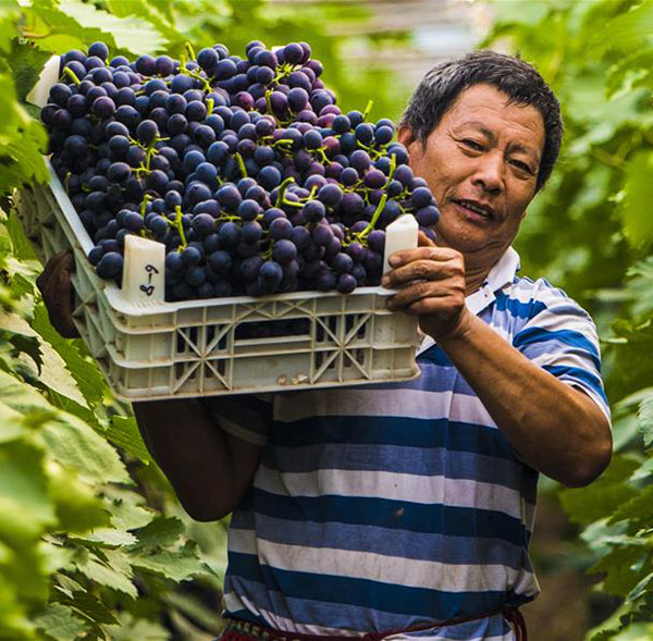 Hebei: Cosecha de uvas