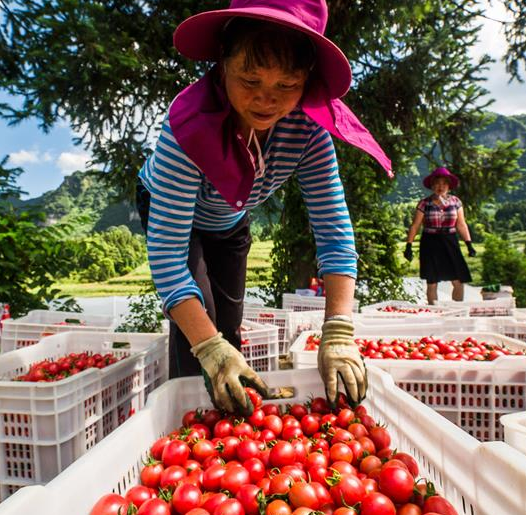 Granjeras cosechan jitomates cherry en el condado de Dafang de Bijie