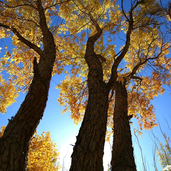 Gansu: el bosque de Populus euphratica en el municipio de Mogao