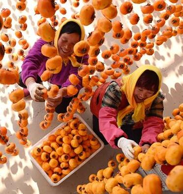 Agricultoras colgando caquis para secar en Shandong