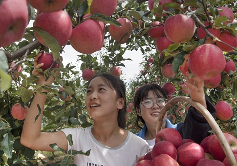 Luochuan, importante base de manzanas en China