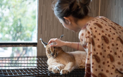 "Animal Cafe" en Bangkok, Tailandia