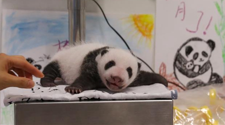 Celebran primer mes de pandas gemelos en zoológico en Bélgica