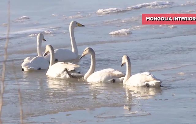 Humedal en el r&iacute;o Amarillo atrae primera bandada de cisnes