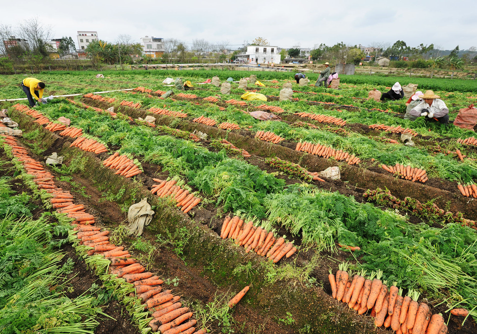 Agricultores han estado ocupados encarg&aacute;ndose de producci&oacute;n agr&iacute;cola