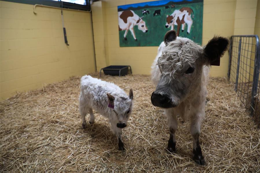 El Espect&aacute;culo Real de Canberra en el Parque de Exposici&oacute;n