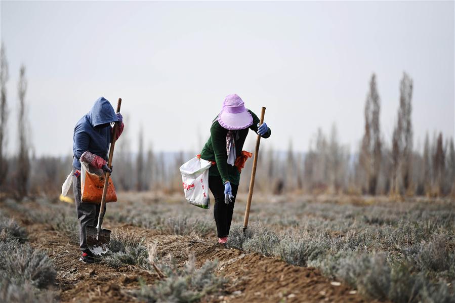 Xinjiang: Campo de lavanda en distrito de Huocheng
